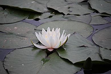 育碧推出《荣耀战魂》全新周内容 高地勇士限时免费